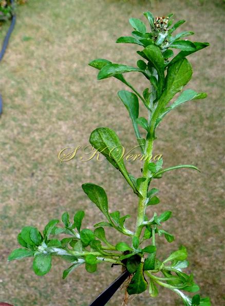  Plant